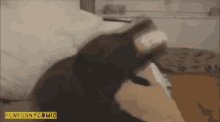 a cat laying on a bed with the words funfunny comic written on the bottom