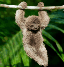 Sloth Hang In There GIF - Sloth Hang In There Hanging GIFs