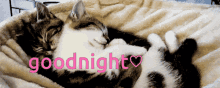 Goodnightkitties GIF - Goodnightkitties GIFs