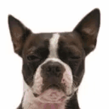 Boston Terrier Dog GIF - Boston Terrier Dog GIFs