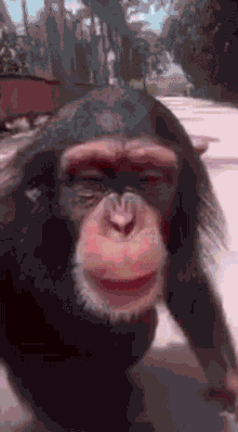 Monkey Kiss GIF - Monkey Kiss Meepinator GIFs