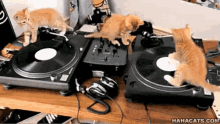 cute dj kitten vinyl party