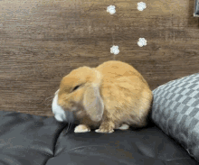 Rabbit Bunny GIF - Rabbit Bunny Pillow GIFs