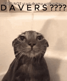 Dave David GIF - Dave David Dave Cat GIFs
