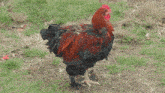 Rooster Looking GIF - Rooster Looking Farm GIFs