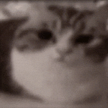 a close up of a cat 's face with black eyes