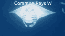 rays tampa