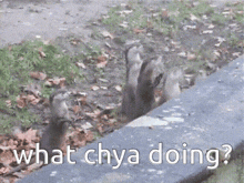two squirrels standing on a sidewalk with the words what chya doing