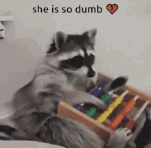 She Is So Dumb Raccoon GIF - She Is So Dumb Raccoon Cute GIFs
