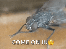 Fly Insect GIF