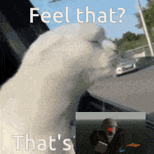 a white cat is looking out a window with the words feel that that 's that 's on it
