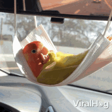 A Parrot Relaxes On A Face Mask Hammock Viralhog GIF - A Parrot Relaxes On A Face Mask Hammock Viralhog A Parrot Sunbathing GIFs