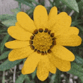 a close up of a yellow flower with brown spots in the center