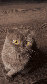 Cat Eyes-cat GIF - Cat Eyes-cat Cat-jump GIFs