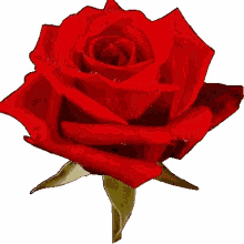 Spinning Roses GIF - Spinning Roses Hurt GIFs