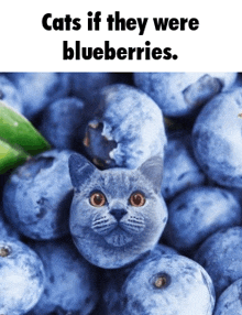 Blueberries Cats GIF - Blueberries Cats Blue GIFs