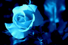 Rose At Night GIF