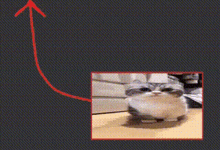 a picture of a cat on a table with a red arrow pointing up