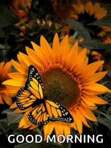 Sunflower Butterfly GIF