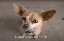 a small brown dog is looking up at the camera with the words " i want some taco bell " written below it