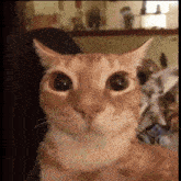 Glungus Cat GIF - Glungus Cat Kinemaster GIFs