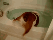 Elegance GIF - Dogs Bath Tub GIFs