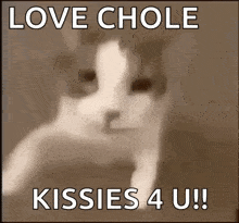 Cat Love GIF - Cat Love GIFs