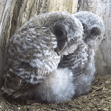 Whats That Tawny Owl GIF - Whats That Tawny Owl Robert E Fuller GIFs