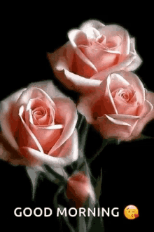 roses roses