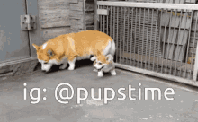 dog puppy puppies canine pupstime