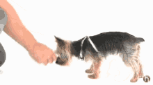 How To Teach A Puppy To Sit GIF - Pet Dog Training GIFs