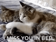 I Miss You In Bed Cats GIF - I Miss You In Bed Cats Meow GIFs