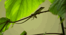 Lizard GIF - Thebachelorette Abc Antigua GIFs