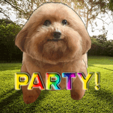 Ferver Party GIF - Ferver Party Dog Party GIFs