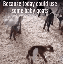 Baby Goats GIF - Baby Goats GIFs