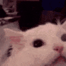 a close up of a white cat 's face with a blurry background .