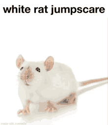 Jumpscare Rat GIF