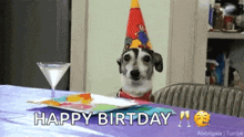 dogs happy birthday party hat