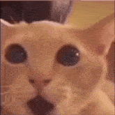 Surprised Cat GIF - Surprised Cat Meme GIFs