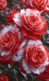 a bunch of red and white roses are growing in a garden