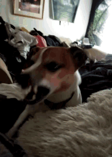 Dog Chewing GIF