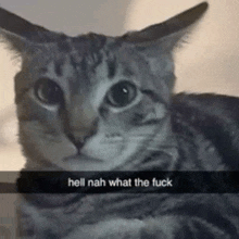 a cat is laying down and looking at the camera with a snapchat caption that says `` hell nah what the fuck '' .