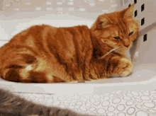Pupuce Cat GIF - Pupuce Cat Psyduck GIFs