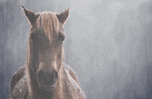 a close up of a horse 's face in the rain