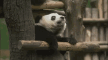 Lazy GIF - Lazy Panda Priguica GIFs
