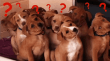 Dogs Confused GIF