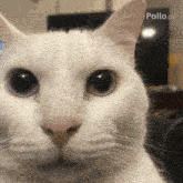 a close up of a white cat 's face with blue eyes