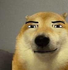 Dog Man Face GIF - Dog Man Face Orange Dog GIFs