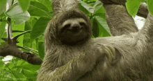 Sloth GIF - Sloth Tummy Itch GIFs