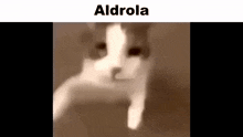 Aldrola GIF - Aldrola GIFs